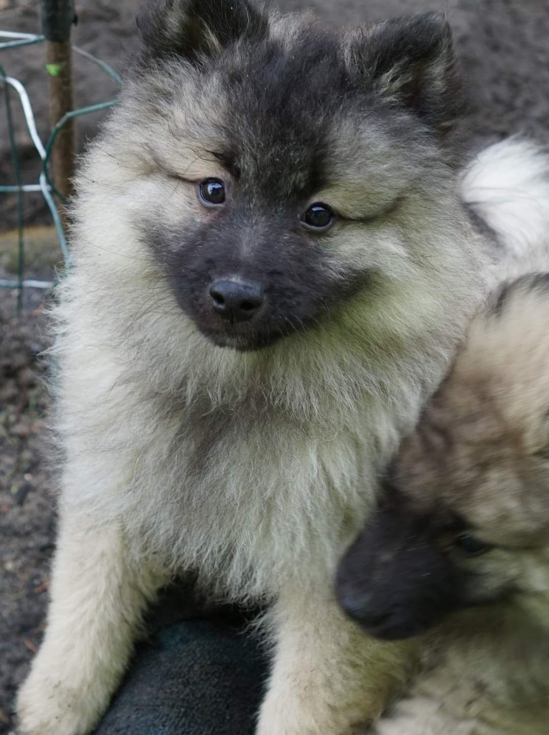 Szpic wilczy wolfspitz keeshond rodowód