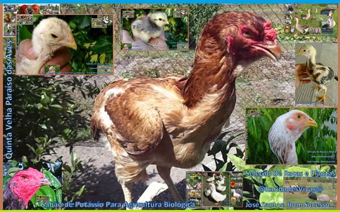 Índios Gigantes Selecionados Novos M6kg F4kg ( Semana Especial )