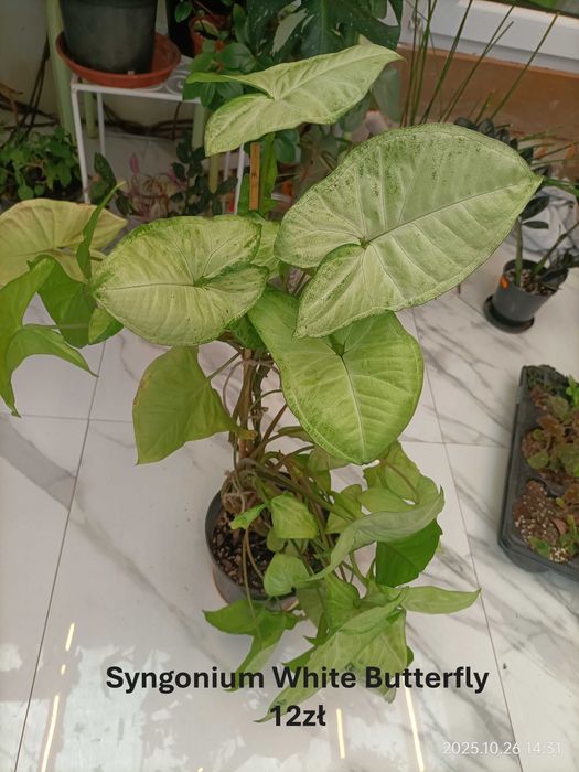 Begonia, Syngonium, Peperomia