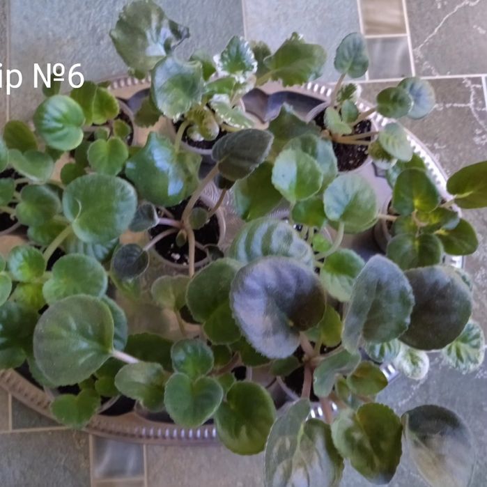 Дітки сортових фіалок