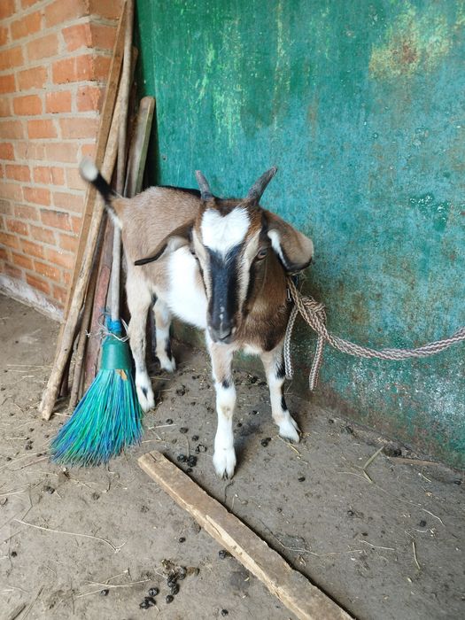 Продам козенята різного віку