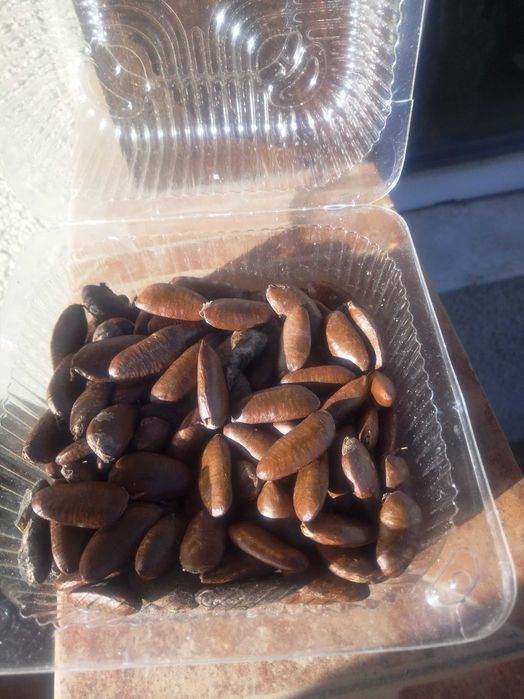 Азимина, банановое дерево, семена