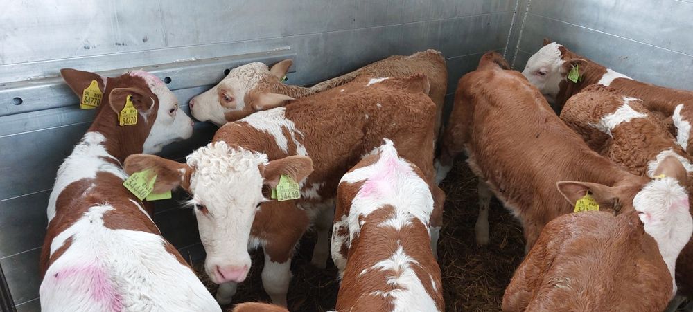 Simental Byczki Cielęta Mięsne Extra Forma Najlepsza Genetyka