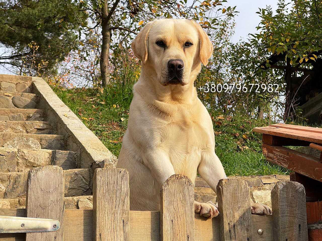 Лабрадор Ретрівер Золотистий, в"язка. Labrador Retriever