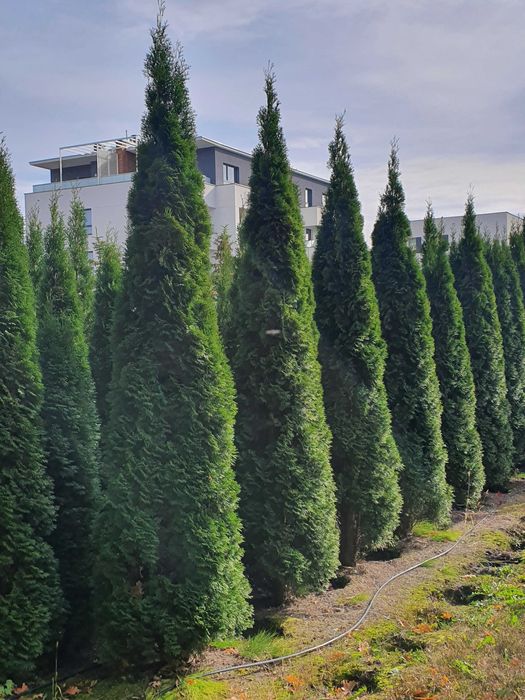 TUJA SZMARAGD Thuja smaragd 400cm kopane maszyna TRANsport