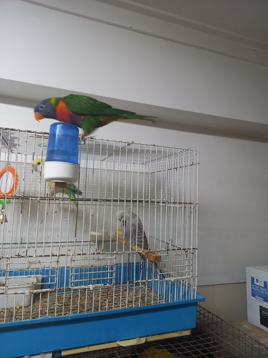 Loris molucano criado à mão