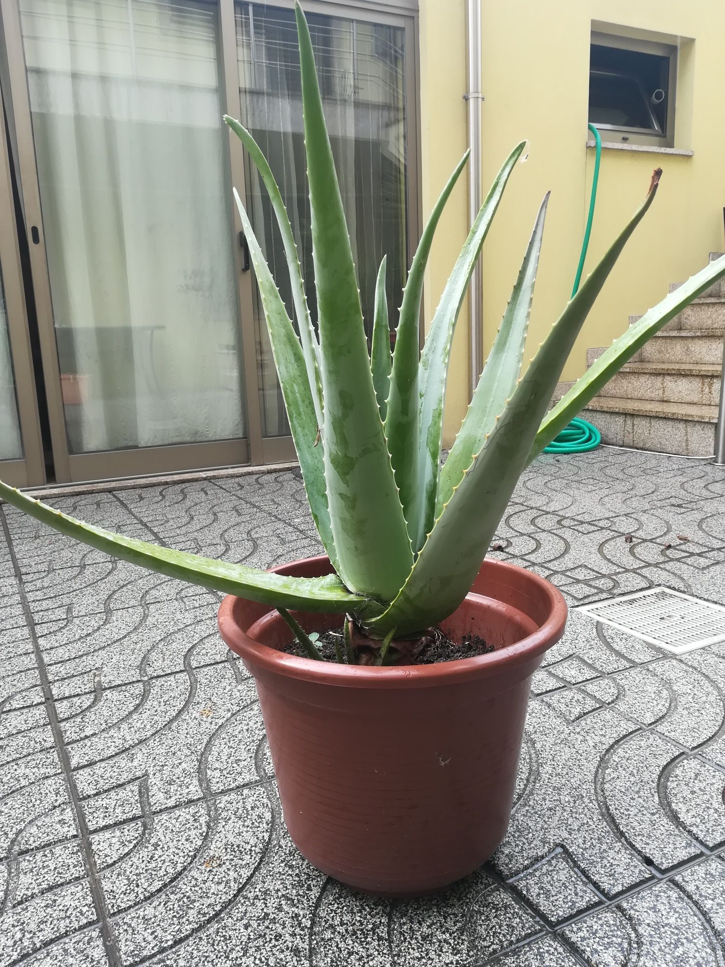 Aloe Vera -   Yuca - Palmeira de interior e exterior