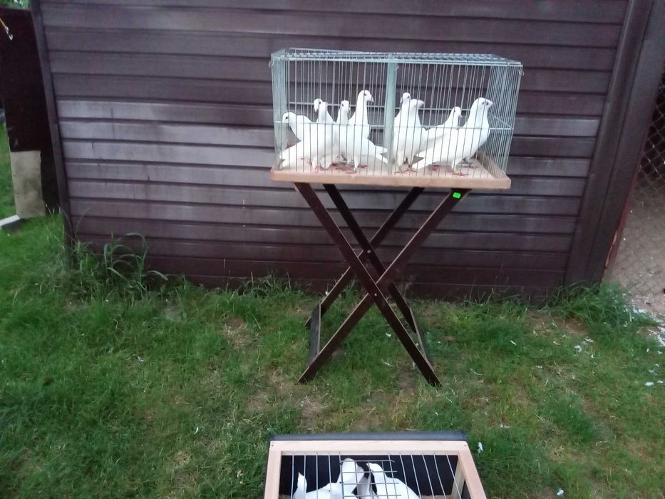 Białe gołębie pocztowe.