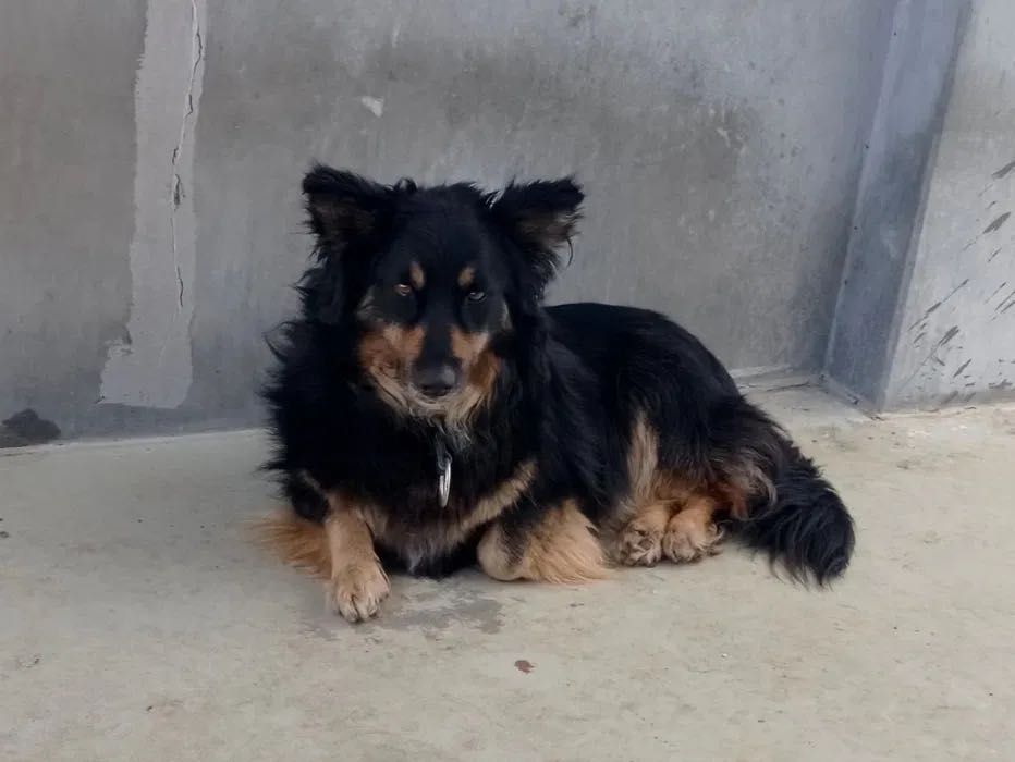 Mały Felek do adopcji