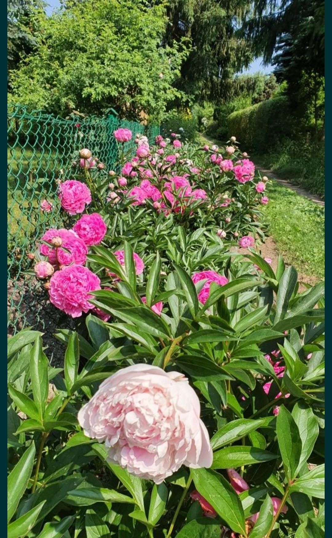 Fantastyczne peonie, jasno i ciemnoróżowe, własna uprawa