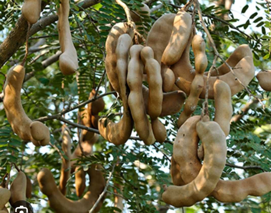 Sementes de tamarindo