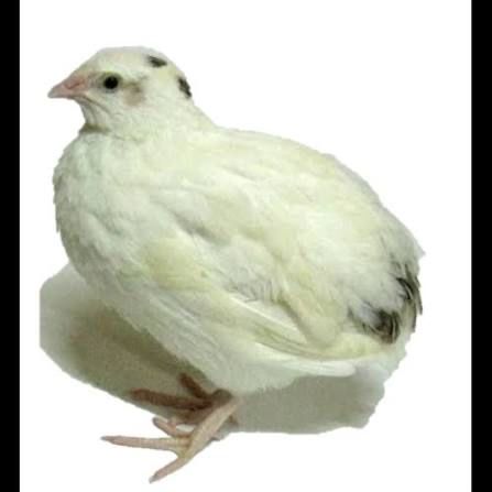 Інкубаційні перепелинні яйця