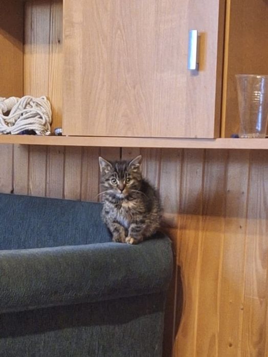 Kotka piekna znaleziona do oddania