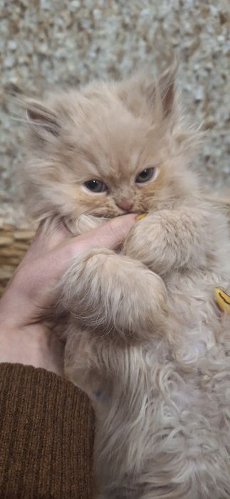 Породисті персидські кошенята