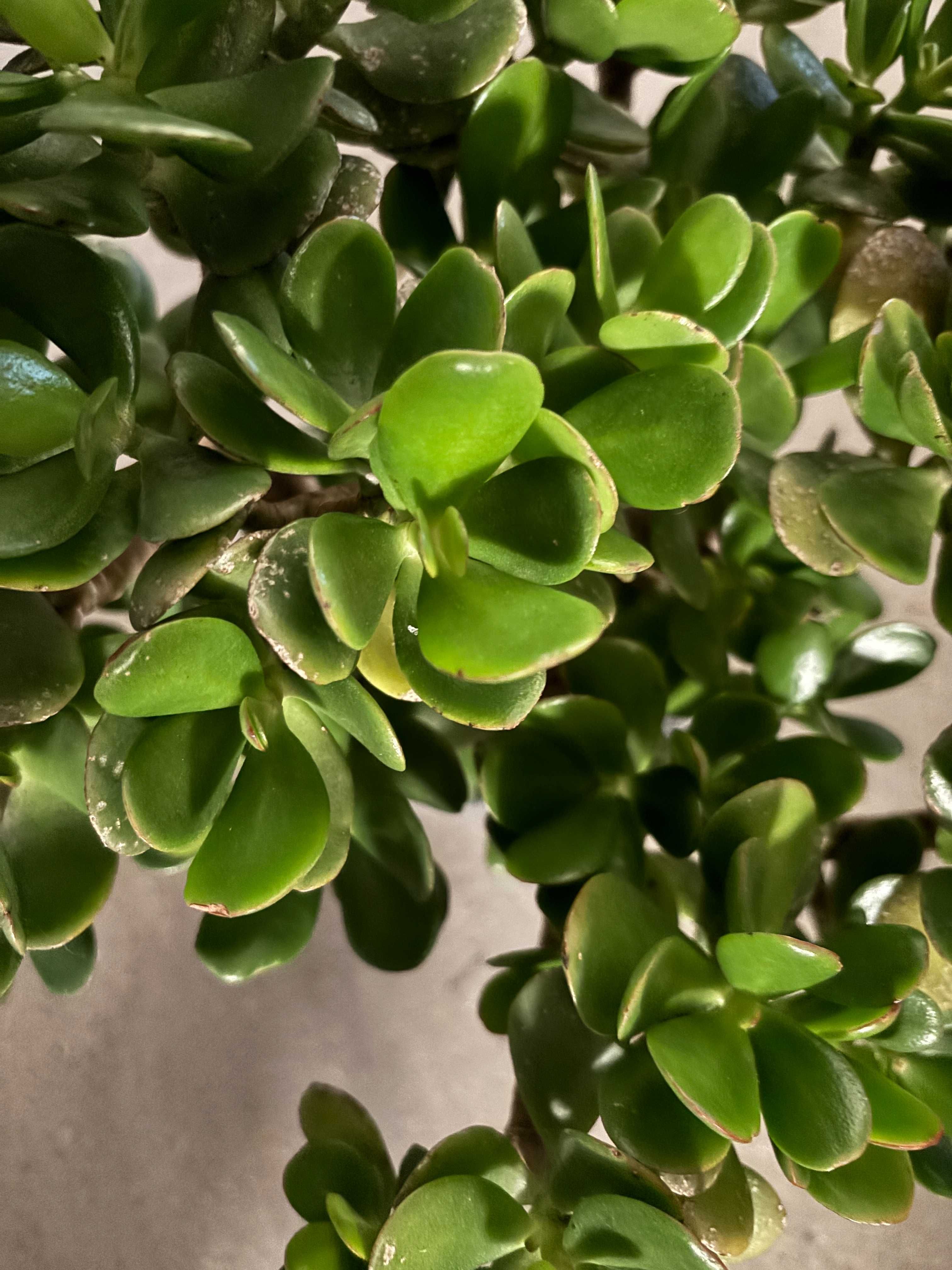 Plantas  variadas