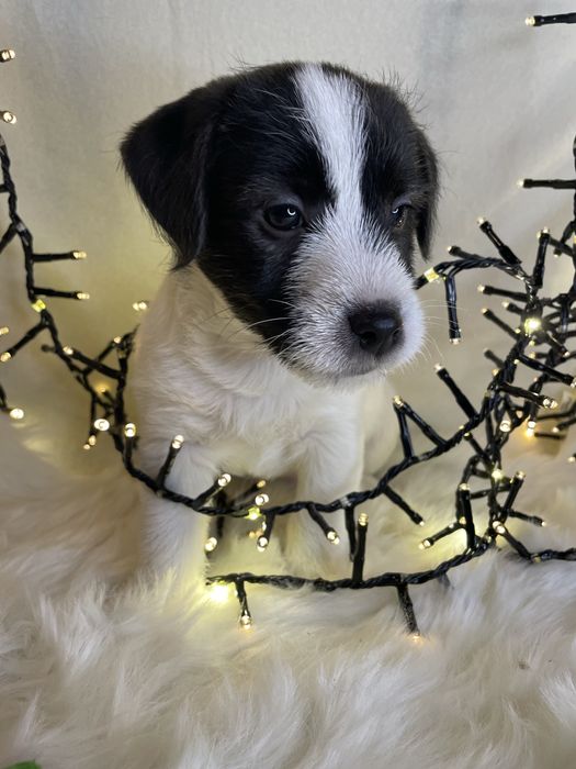 Szczeniak Jack Russell Terrier (FCI)