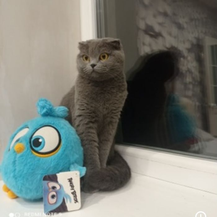 Кошенята шотланські