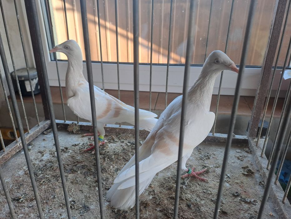 Srebrniak perłowy pasiak masłowy białoogon para