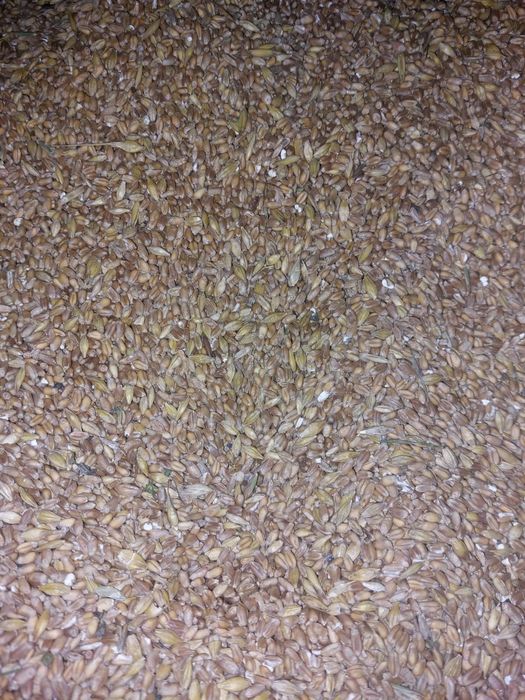 Mieszanka zbożowa ekologiczna