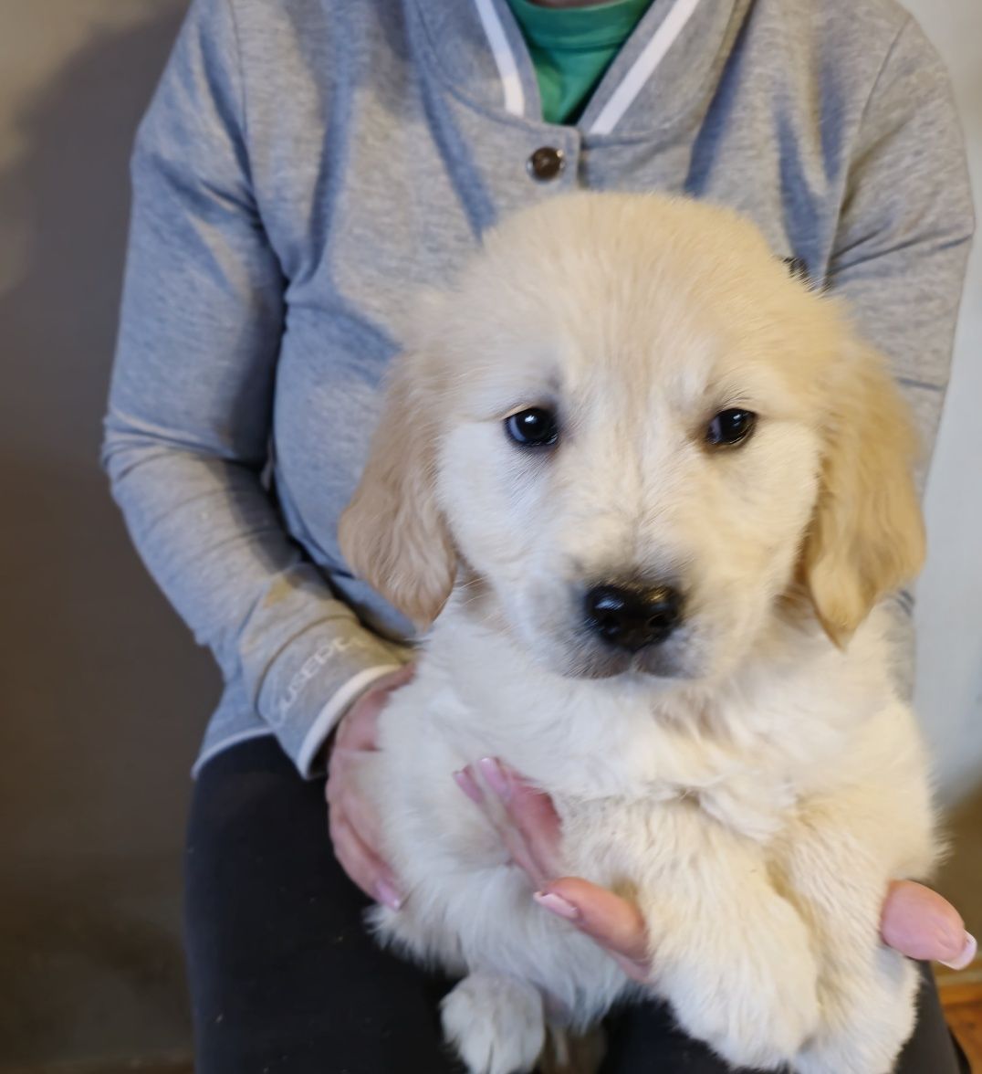 Golden Retriever szczeniak