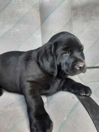 Labrador z rodowodem