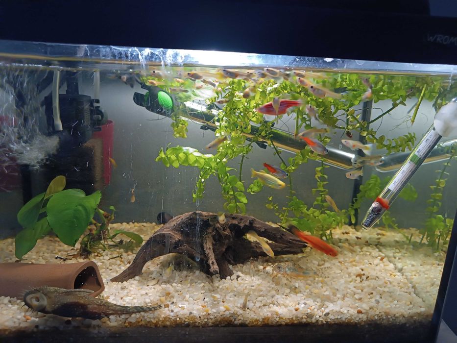 Sprzedam młode gupiki