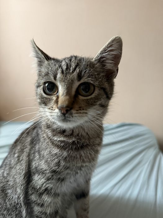 Кішечка в добрі руки