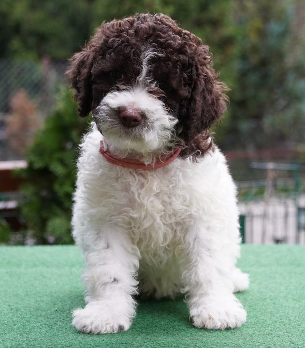 Lagotto Romagnolo  biało-brązowa suczka ZKwP/ FCI  gotowa do odbioru