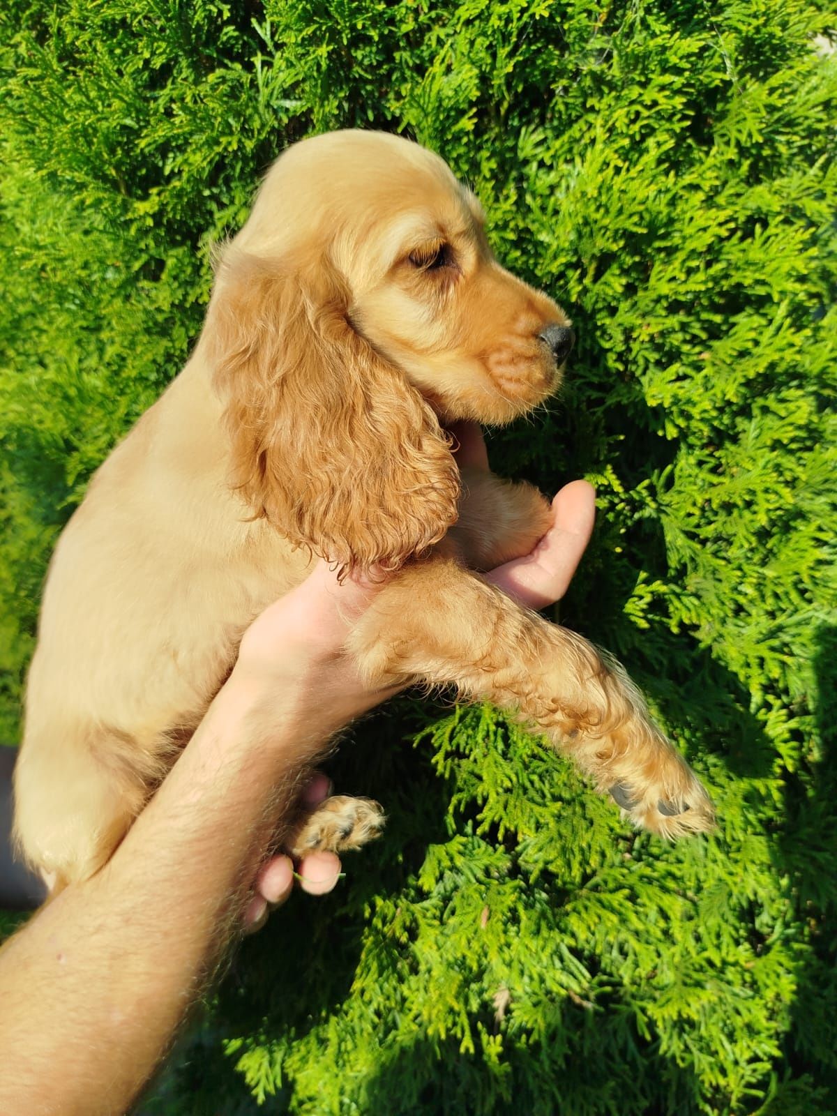 Piękny Cocer Spaniel z rodowodem