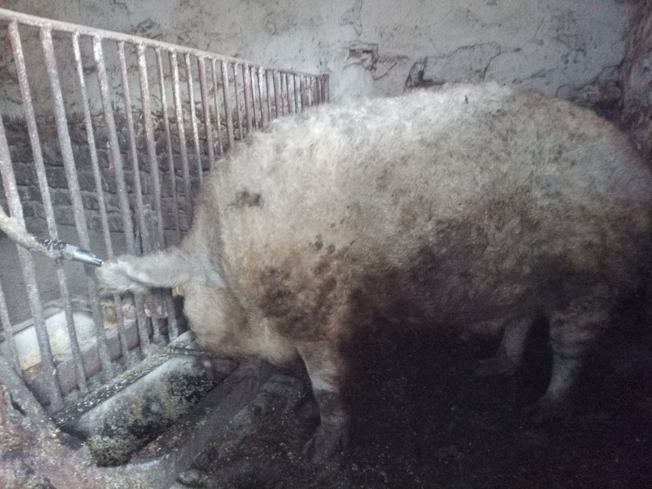 Кнур угорської мангалиці