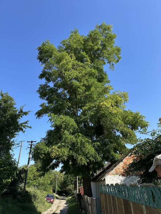 Спилить дерево, срезать дерево