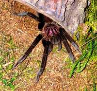 Xenesthis immanis imanis раритетный самка  паук птицеед