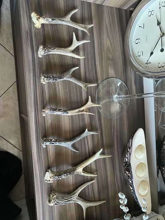 Poroża poroże jelenia sarny koziołka