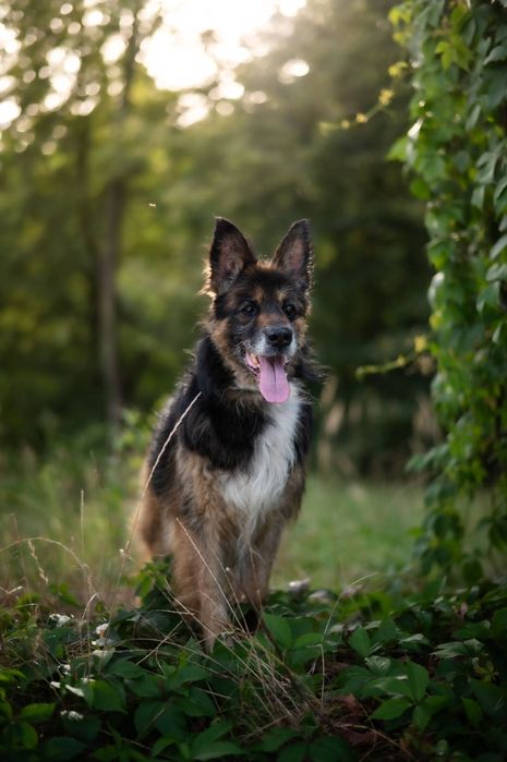 Nero piękny piesek szuka domku