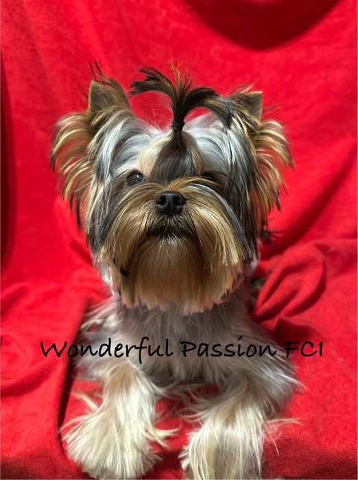 York Yorkshire terrier FCI ZKwP