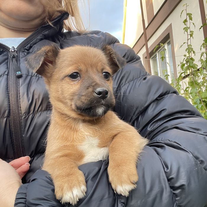 Собачка, дівчинка  ( без породи)