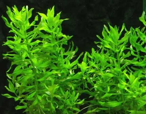 Эустералис зелёный. Акваріумні рослини