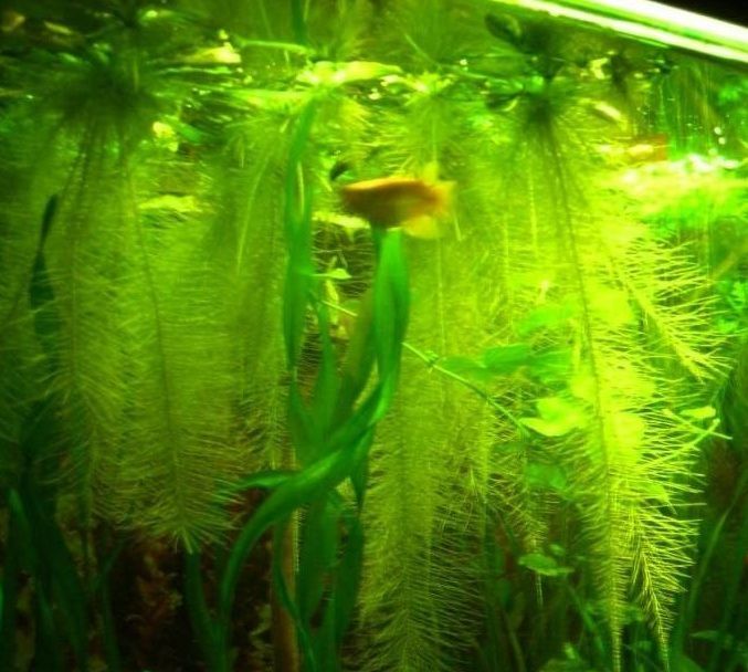 Пистия и элодея - аквариумные растения