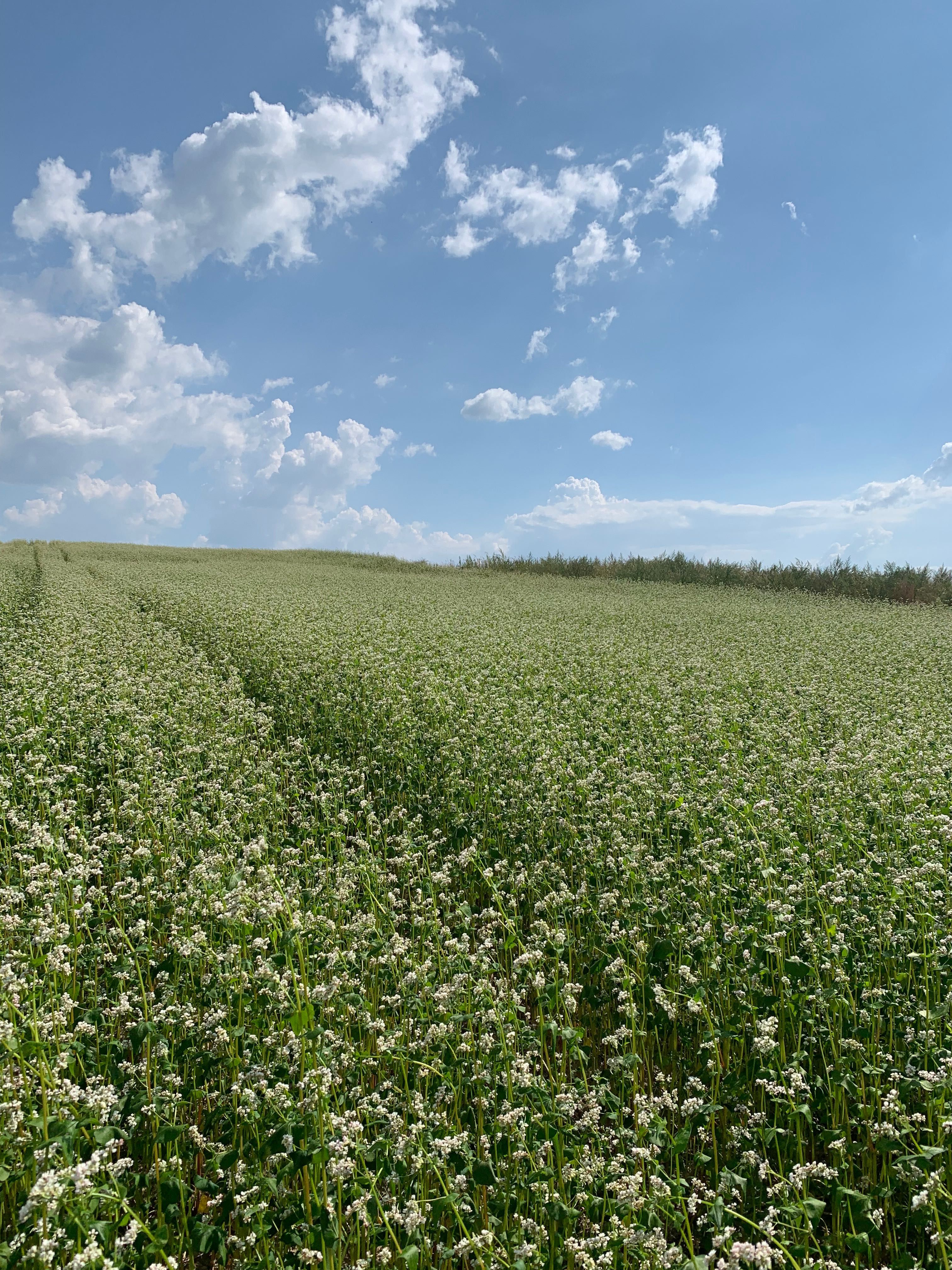 Продам насіння Гречки