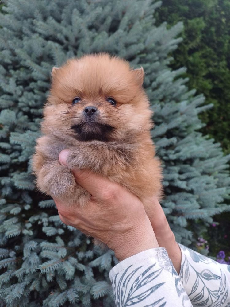 Szpic miniaturowy pomeranian piesek w typie misia