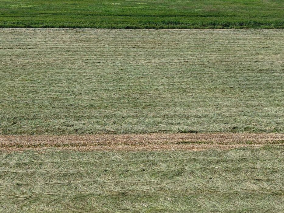 Siano PREMIUM 2025 | Certyfikat EKO | Gwarancja BEZ PLEŚNI | Badania