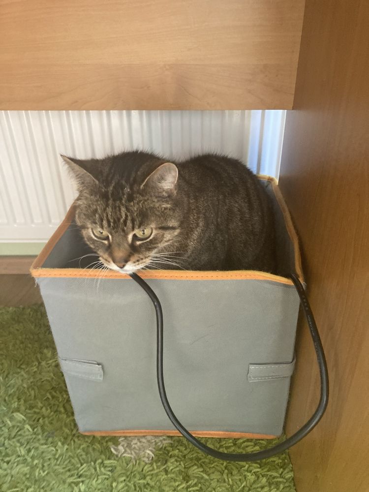 Opieka nad psem/ kotem/ petsitting