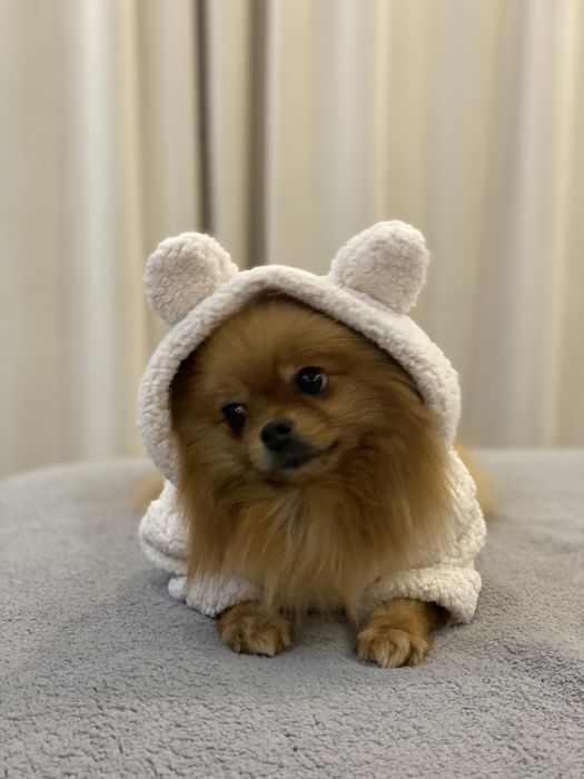 Худі Тедді для Вашої собаки