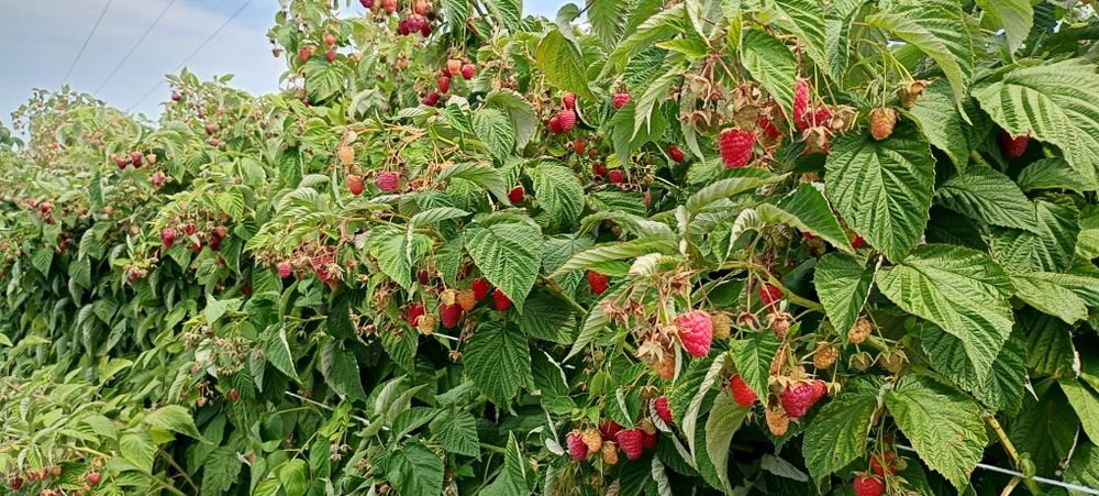 Sprzedam Maliny  Pol...nez... M...ma