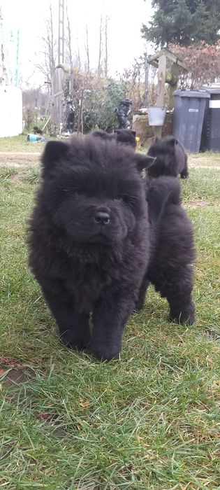 Chow chow  piesek