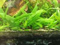 Cryptocoryne wendtii