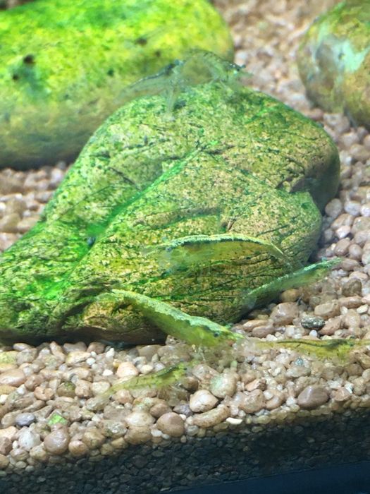Krewetki green jade