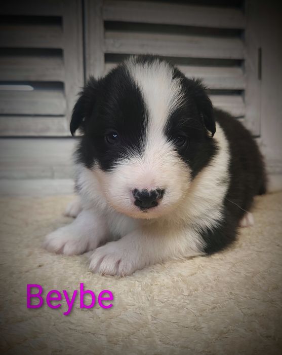 Border collie śliczna suczkaprzebadani rodzice