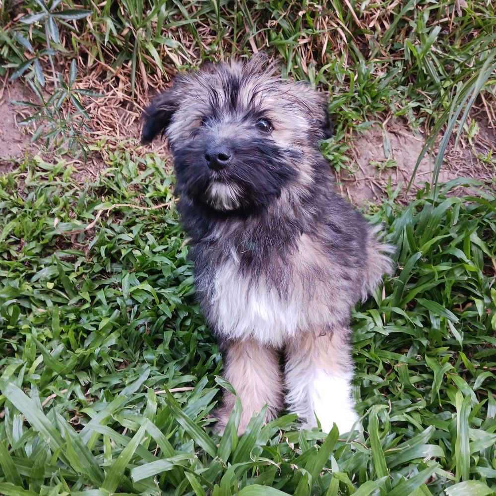 Emmy - 3 meses, porte pequeno (6kg)
