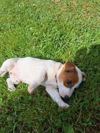 Szczeniaki Jack Russell Terrier